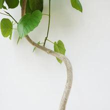 画像をギャラリービューアに読み込む, 【一点物】フィカス・ウンベラータ 8号 沖縄の観葉植物 高さ約150cm No.568
