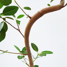 画像をギャラリービューアに読み込む, 【一点物】フランスゴム 8号 高さ約140cm 沖縄の観葉植物 No.526
