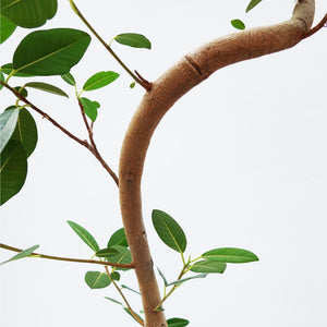 【一点物】フランスゴム 8号 高さ約140cm 沖縄の観葉植物 No.526