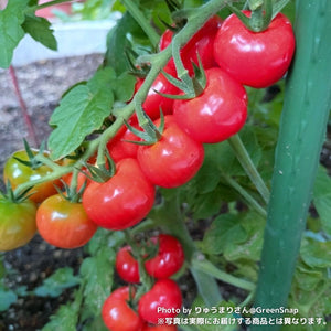 【限定32鉢】実付きミニトマト（プチぷよ2）野菜苗 5号 ※予約商品:6/29まで 出荷予定:7/4