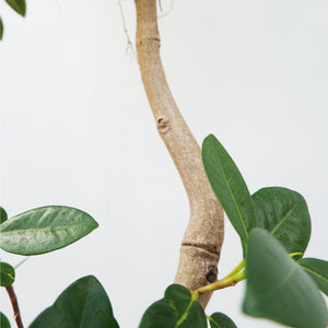 【一点物】フランスゴム(まがり) 8号 沖縄の観葉植物 高さ約140cm No.590