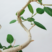 画像をギャラリービューアに読み込む, 【一点物】フィカス・ベンガレンシス  8号 高さ約140cm 沖縄の観葉植物 No.537
