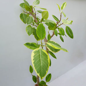 【一点物】フィカス・アルテシーマ 10号 高さ約150cm 沖縄の観葉植物 No.158