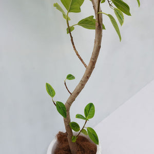 【一点物】フィカス・アルテシーマ 10号 高さ約150cm 沖縄の観葉植物 No.158