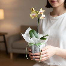 画像をギャラリービューアに読み込む, 【土を使わない花】テーブルプランツ(Table Plants) ミディ胡蝶蘭　※期間限定
