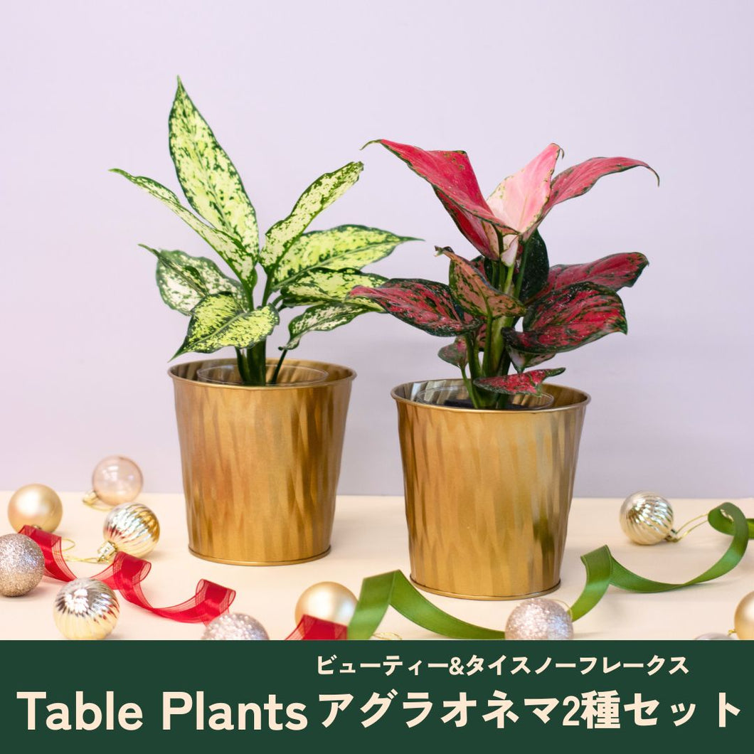 【クリスマス限定セット】Table Plants(テーブルプランツ) アグラオネマ ※土を使わずに育てる観葉植物 ※予約商品