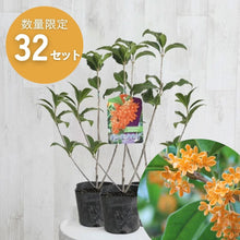 画像をギャラリービューアに読み込む, 【限定32セット】キンモクセイ(金木犀) 苗木 3.5号 3ポットセット ※予約商品：10/24発送
