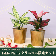 画像をギャラリービューアに読み込む, 【クリスマス限定セット】Table Plants(テーブルプランツ) アグラオネマ ※土を使わずに育てる観葉植物 ※予約商品
