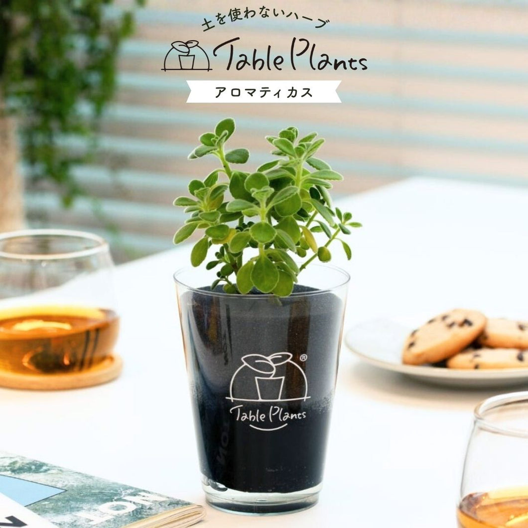 【土を使わないハーブ】テーブルプランツ(Table Plants) アロマティカス　