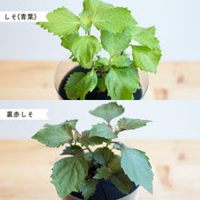 画像をギャラリービューアに読み込む, 【土を使わないハーブ】しそ(紫蘇)　Table Plants(テーブルプランツ)
