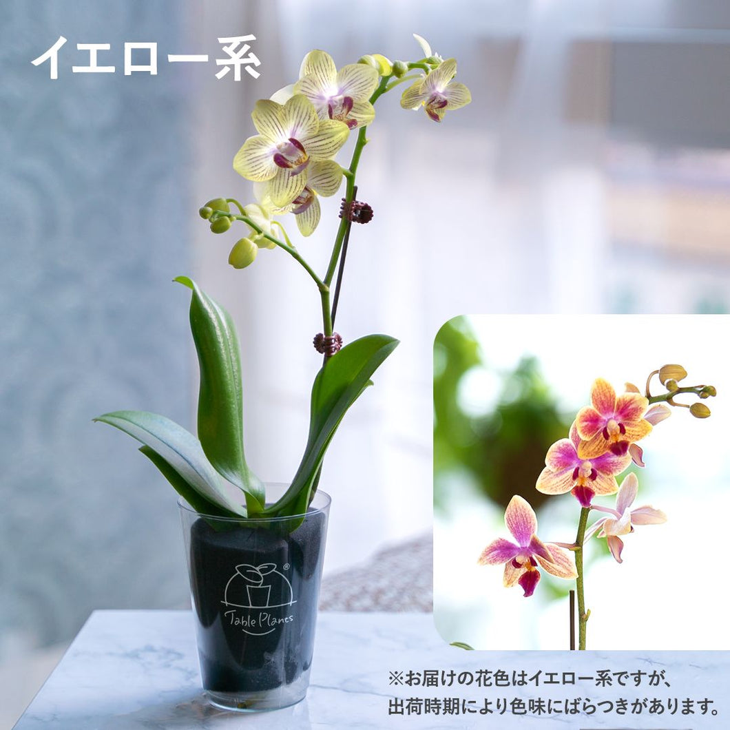 【土を使わない花】テーブルプランツ(Table Plants) ミディ胡蝶蘭　※期間限定