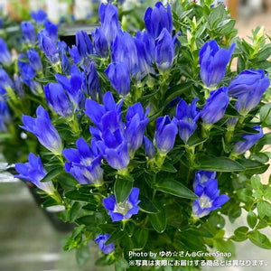 【限定40鉢】リンドウ 花巻銀河ブルー 4号