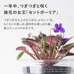 【母の日ギフト】土を使わない花 テーブルプランツ(Table Plants)セントポーリア