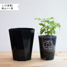画像をギャラリービューアに読み込む, 【土を使わないハーブ】しそ(紫蘇)　Table Plants(テーブルプランツ)
