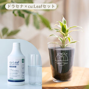 【土を使わない観葉植物】テーブルプランツ(Table Plants)×cu:Leaf®(キュリーフ)500mlセット