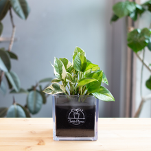 画像をギャラリービューアに読み込む, 【土を使わない観葉植物】テーブルプランツ キューブ (Table Plants CUBE) ポトス2品種寄せ植え
