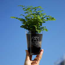 画像をギャラリービューアに読み込む, 【土を使わない観葉植物】テーブルプランツ(Table Plants) アジアンタム
