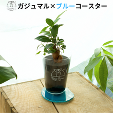 画像をギャラリービューアに読み込む, 【土を使わない観葉植物】 テーブルプランツ(Table Plants) ×カラフルCRYSTAL COASTERセット
