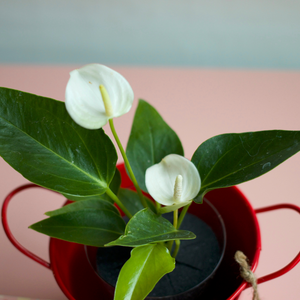 【母の日ギフト】土を使わない観葉植物 テーブルプランツ(Table Plants)アンスリウム×ブリキポットセット