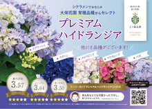 画像をギャラリービューアに読み込む, 【三ツ星品質】プレミアム ハイドランジア 3.5号 2ポットセット

