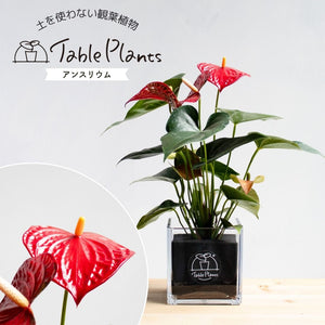 【土を使わない観葉植物】幸福を呼ぶ！ハート型のテーブルプランツ(Table Plants) アンスリウム