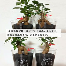 画像をギャラリービューアに読み込む, 【土を使わない観葉植物】テーブルプランツ(Table Plants)　
