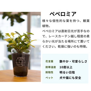 【土を使わない観葉植物】テーブルプランツ(Table Plants) ペペロミア・グラベラ