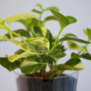 【土を使わない観葉植物】テーブルプランツ(Table Plants) ペペロミア・グラベラ