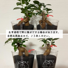 画像をギャラリービューアに読み込む, 【土を使わない観葉植物】テーブルプランツ (Table Plants) レザーポットカバーセット
