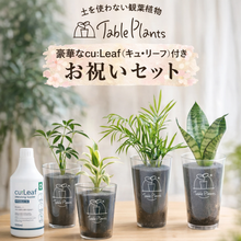 画像をギャラリービューアに読み込む, 【お祝いや贈り物に✨】テーブルプランツ(Table Plants) 4種＋cu:Leaf500mlセット ※土を使わない観葉植物
