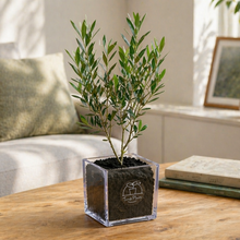 画像をギャラリービューアに読み込む, 【ボタニカルソイルCUBE観葉】テーブルプランツ(Table Plants) オリーブ(ミックス)
