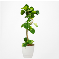 【一点物】フィカス・ウンベラータ まがり 8号 沖縄の観葉植物 高さ約140〜160cm No.578