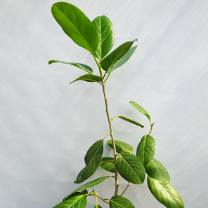 【一点物】フィカス・ベンガレンシス 7号 沖縄の観葉植物 No.200 高さ約120cm