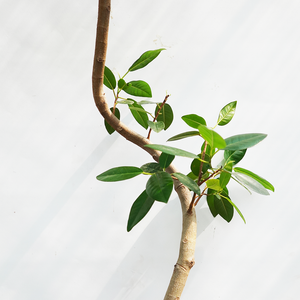 【一点物】フランスゴムの木 8号 沖縄の観葉植物 高さ約140cm No.600