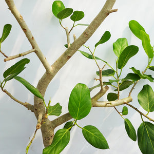 【一点物】フィカス・ベンガレンシス 10号 高さ約180cm 沖縄の観葉植物 No.201
