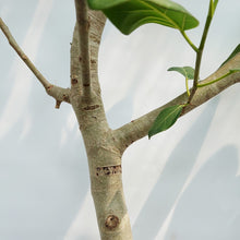 画像をギャラリービューアに読み込む, 【一点物】フィカス・ベンガレンシス 10号 高さ約180cm 沖縄の観葉植物 No.201
