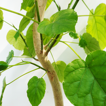 画像をギャラリービューアに読み込む, 【一点物】フィカス・ウンベラータ 8号 沖縄の観葉植物 高さ約160cm No.F3
