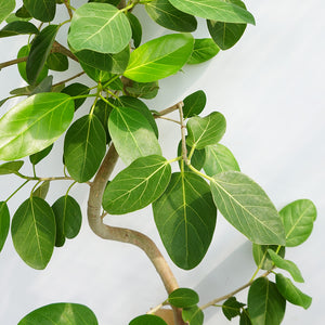 【一点物】フィカス・ベンガレンシス 10号 高さ約180cm 沖縄の観葉植物 No.186