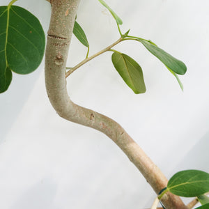 【一点物】フィカス・ベンガレンシス 10号 高さ約180cm 沖縄の観葉植物 No.186