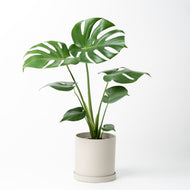 モンステラ・アダンソニー 5号 リサイクルポットセット【SHEL'TTER GREENのおしゃれな植木鉢でお届け】