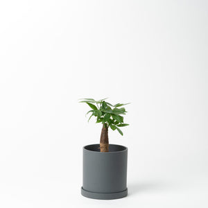 パキラ 5号 リサイクルポットセット【SHEL'TTER GREENのおしゃれな植木鉢でお届け】