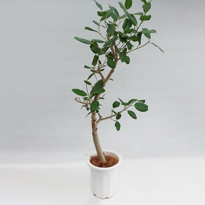 【一点物】フィカス・ベンガレンシス 10号 高さ約180cm 沖縄の観葉植物 No.203