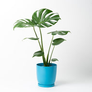 モンステラ・アダンソニー 5号 リサイクルポットラウンドセット【SHEL'TTER GREENのおしゃれな植木鉢でお届け】