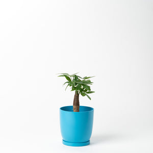 パキラ 5号 リサイクルポットラウンドセット【SHEL'TTER GREENのおしゃれな植木鉢でお届け】