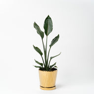 ストレリチア・レギネ 5号 オリジナル陶器ポットセット 【SHEL'TTER GREENのおしゃれな植木鉢でお届け】