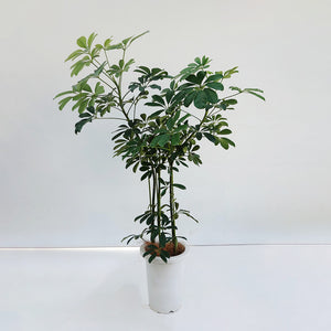 【一点物】カポック(シェフレラ) 7号 沖縄の観葉植物 高さ約110cm F2