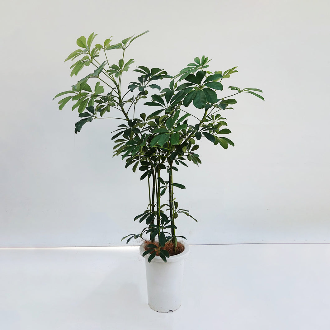 【一点物】カポック(シェフレラ) 7号 沖縄の観葉植物 高さ約110cm F2