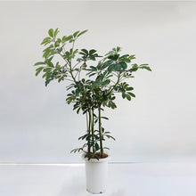 画像をギャラリービューアに読み込む, 【一点物】カポック(シェフレラ) 7号 沖縄の観葉植物 高さ約110cm F2
