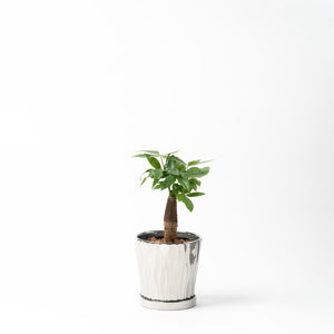 パキラ 5号 オリジナル陶器ポットセット 【SHEL'TTER GREENのおしゃれな植木鉢でお届け】