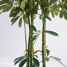 画像をギャラリービューアに読み込む, 【一点物】カポック(シェフレラ) 7号 沖縄の観葉植物 高さ約110cm F2
